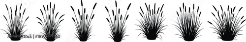 Grass and cattails silhouettes set, wild reeds and bulrush plants collection, black marsh vegetation isolated on white background