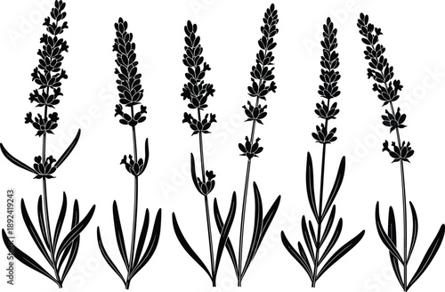 Lavender flower silhouettes collection, wild herb botanical plants, black floral illustrations isolated on white background