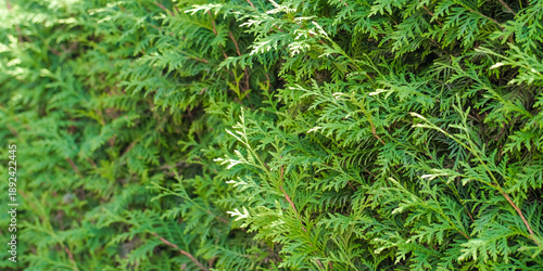 Close up of fresh green thuja branches on green background. Twigs of western arborvitae, evergreen coniferous tree. Chinese thuja. Coniferous cedar leaf thuja green texture. Thuja plicata banner