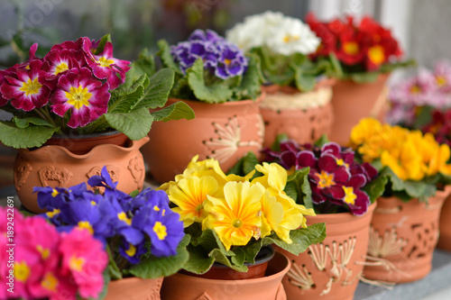 Tableau sur toile colorful blooming primroses in the pot