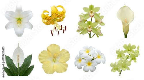 Tropical and garden flower set including white lily, yellow tiger lily, green orchid, hibiscus, and plumeria isolated. Floral decoration and spa nature collection.