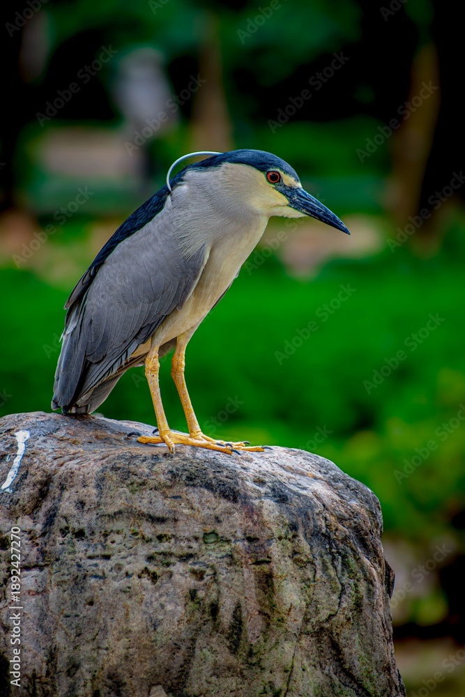 Fototapeta premium Great blue heron, Close Up photography