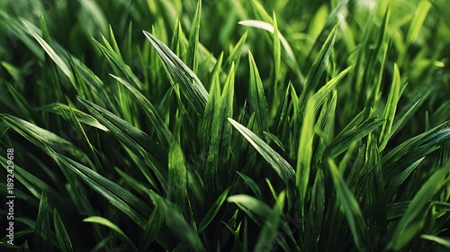 Vibrant green grass blades closeup nature