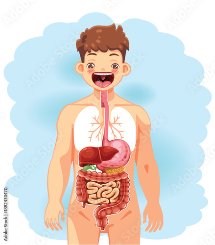 Human Digestive System Illustration