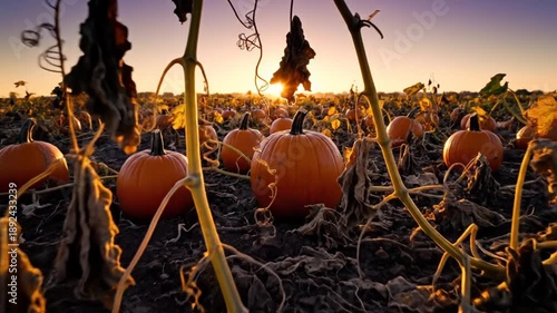 A serene pumpkin patch at sunset with vibrant orange pumpkins scattered across the field surrounded by dry vines and leaves under a purple and orange sky