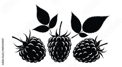 A striking black and white illustration depicts three ripe blackberries with leafy stems presented as a silhouette