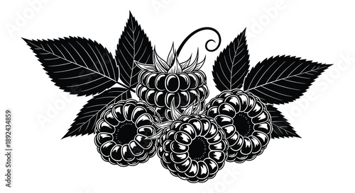 A detailed engraving showcases a cluster of ripe raspberries surrounded by lush leaves presented as a silhouette