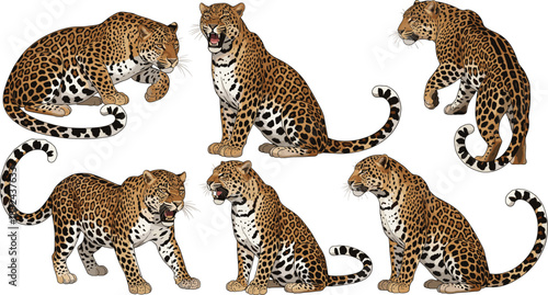 Majestic Leopard Vector Illustration Set Featuring Wild Spotted Cats in Various Realistic Poses Including Prowling, Roaring, and Sitting for Nature and Wildlife Graphic Designs