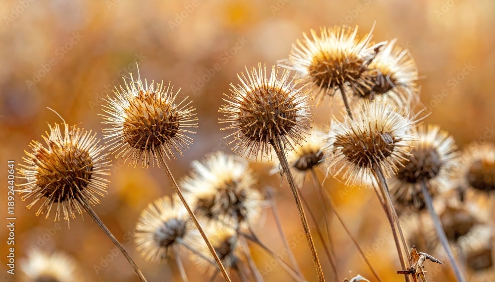 Obraz premium Detailed view of dried thistle flowers glowing in warm sunlight, capturing the essence of autumn's beauty.