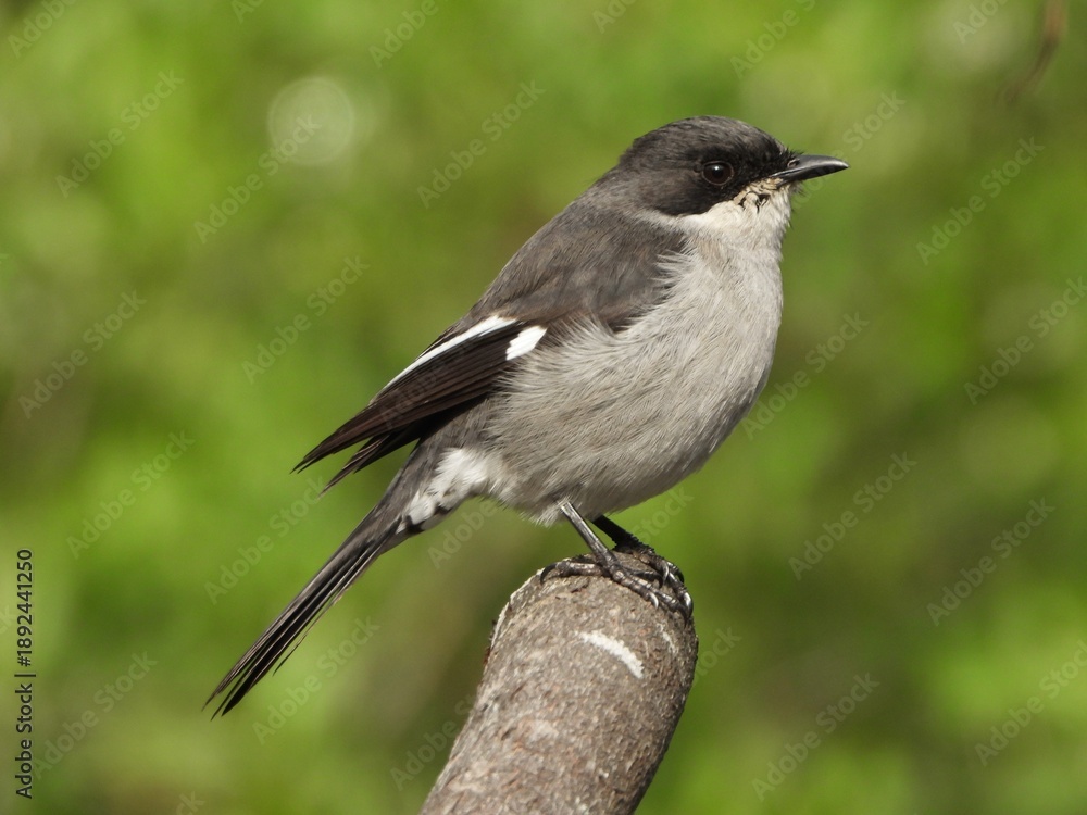 Obraz premium Shrike perched on a branch