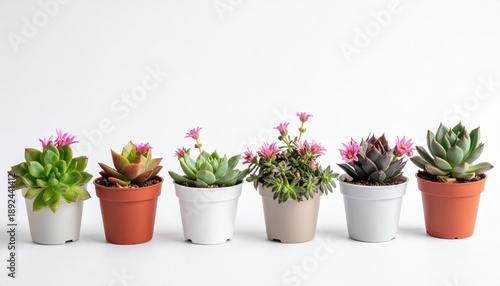 A vibrant collection of succulent plants in various pots, showcasing diverse colors and textures, perfect for home decor and gardening ideas.