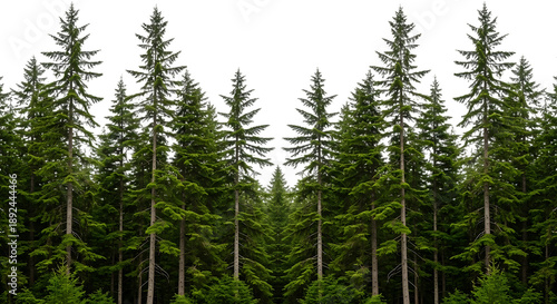 Tall green pine trees on transparent background isolated on a transparent background forest