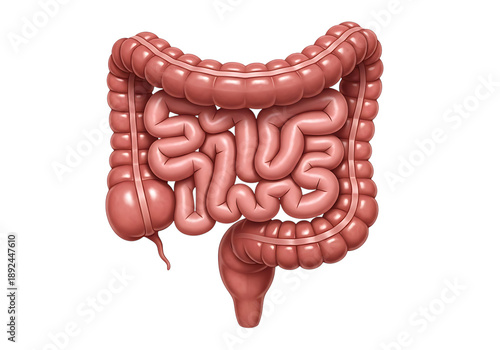 Human large intestine and small intestine isolated on a transparent background digestive system