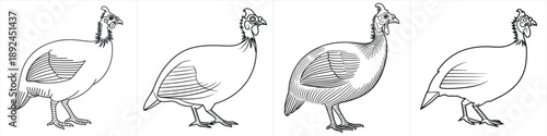vintage hand drawn helmeted guineafowl bird standing pose sketch set black and white clipart design vector illustration artwork
