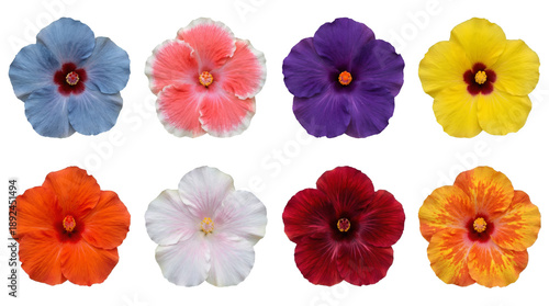 Wallpaper Mural Hibiscus flower set including various colors like blue, pink, purple, yellow, orange, white, and red isolated. Tropical floral and botanical collection. Torontodigital.ca