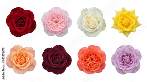 Rose flower head set including red, pink, white, yellow, peach, burgundy, coral, and lavender varieties isolated. Floral collection for garden and wedding design.