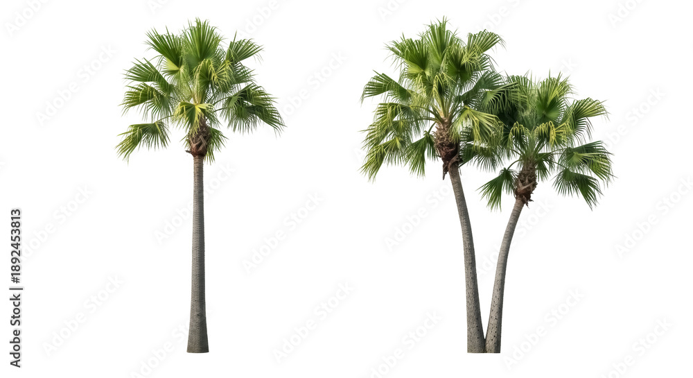 Fototapeta premium Majestic palm trees PNG isolated on transparent backdrop, tropical greenery for exotic landscapes and vacation vibes