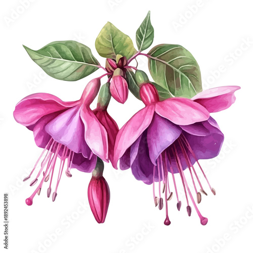 Fuchsia Flower, detailed watercolor clipart vector, isolated on a pure white background.