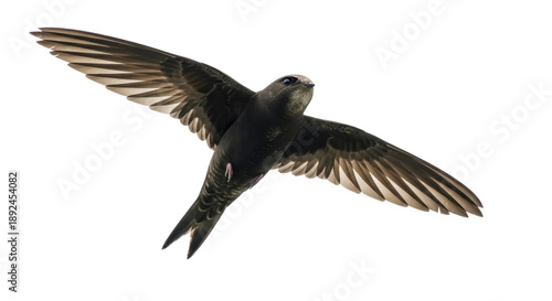 Chimney swift flying PNG isolated on transparent background, dark brown bird with long wings for nature and wildlife designs