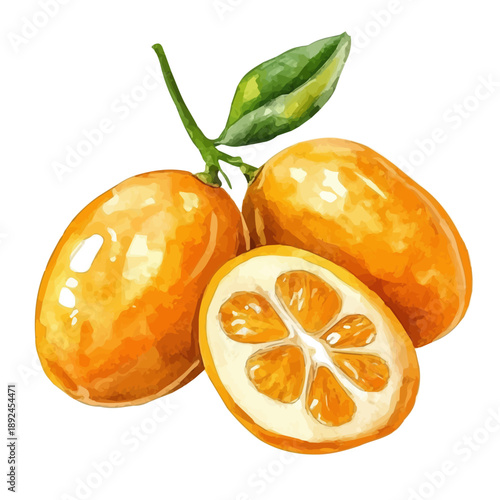 Kumquat Sliced, realistic watercolor illustration vector, isolated on a white background.