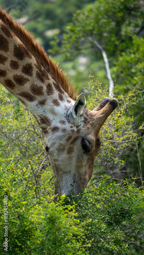 Photography portrait of a giraffe