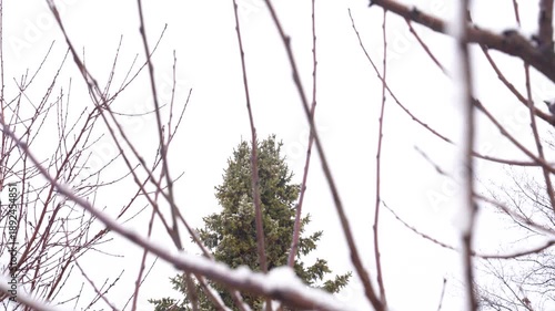 Bare branches of cherry tree covered lightly with snow, framing a green evergreen tree