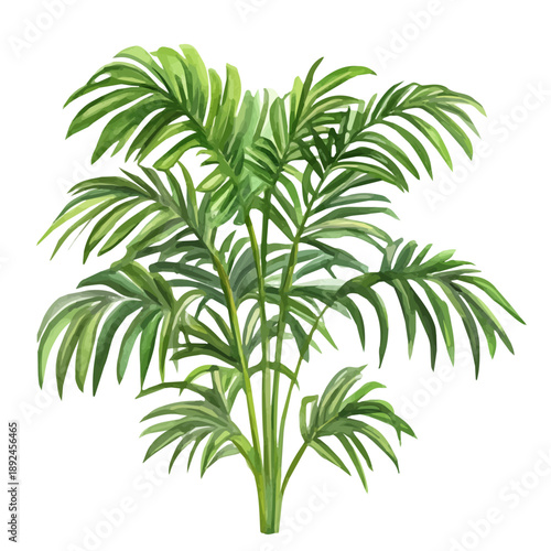 Watercolor illustration painting of Parlor Palm, minimal, isolated on a white background.