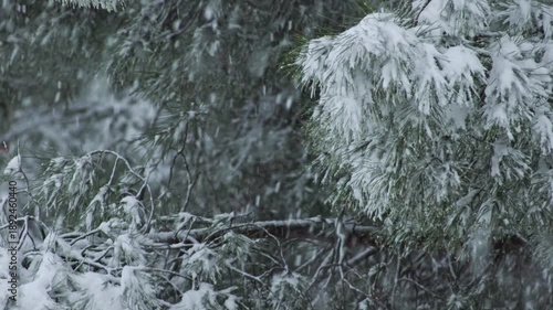 Close view of icy branches and pine needles, all wrapped in deep, powdery winter snow.