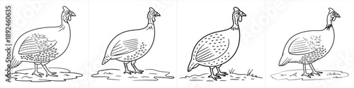 hand drawn helmeted guineafowl bird standing pose sketch set black and white clipart design vector illustration artwork
