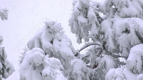 Thick layers of snow cover the forest canopy, turning every tree into a sculpted winter figure.