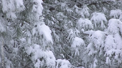 Snow hangs heavily on tree branches, creating dramatic white shapes against the winter sky.