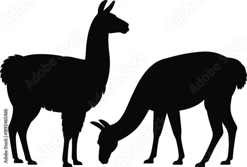 Alpaca silhouette illustration, llama animal profile, grazing and standing farm livestock, black vector shapes isolated on white background