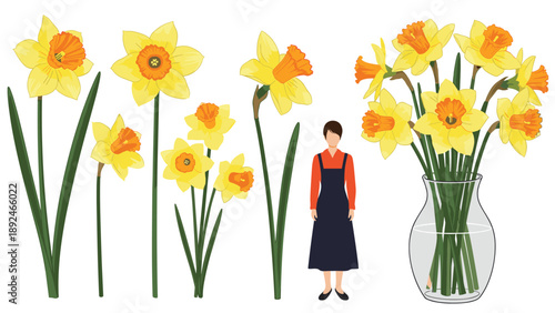 Set of watercolor-style daffodil illustrations, including single flowers, a bouquet in a glass vase, and a woman in an apron.