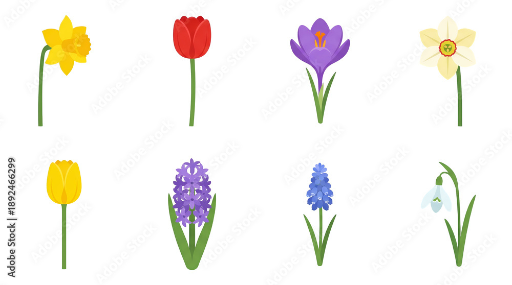 Obraz premium Spring flower illustration set including daffodil, tulip, crocus, hyacinth, snowdrop, and muscari isolated. Seasonal garden nature and floral design collection.