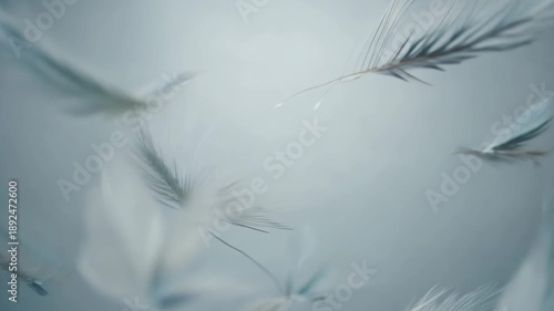 Delicate white feathers gracefully float and swirl in a serene, soft blue space. This ethereal scene evokes feelings of lightness, peace, and tranquility.