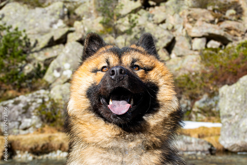 Chien en montagne - aventure et nature