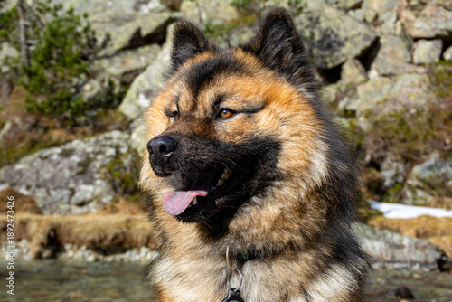Chien en montagne - aventure et nature