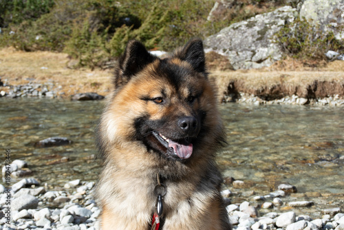 Chien en montagne - aventure et nature
