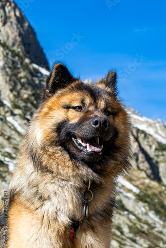 Chien en montagne - aventure et nature