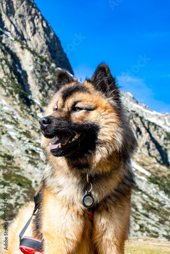 Chien en montagne - aventure et nature