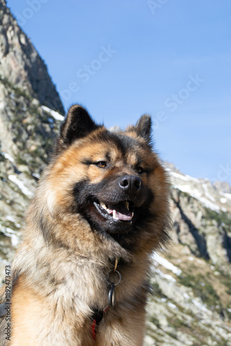 Chien en montagne - aventure et nature