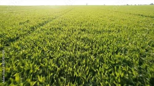 Vibrant green field perspective with sunlight and textured surface