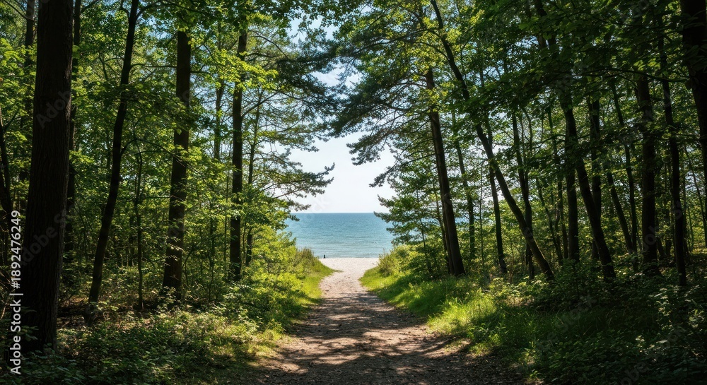 Obraz premium Sunlit path through a forest opens to a bright beach and ocean