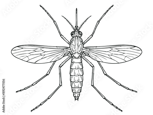 Mosquito line art illustration 
