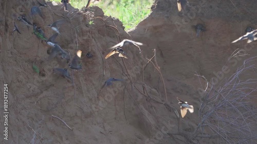 Sand martins (Riparia riparia)  fly to their nests on a sandy shore.  Slow motion