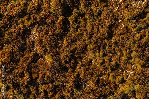 Lush green and brown mossy forest floor texture with natural growth, drone imitation