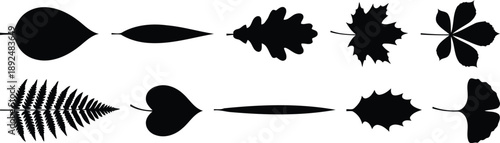 Leaf Silhouettes: An artistic collection of diverse leaf silhouettes showcases the intricate forms found in nature, highlighting the elegant shapes.