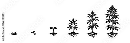 Cannabis Plant Growth Stages Silhouette – Seed to Mature Plant Icons