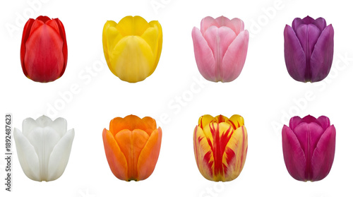Tulip flower head set including red, yellow, pink, purple, white, orange, and variegated petals isolated. Spring floral collection for design and decoration.