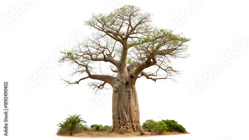 Obraz na płótnie Large baobab tree stands alone isolated on transparent background cut out